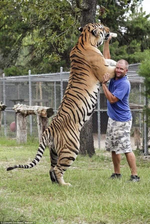 Сибирский тигр по сравнению с человеком