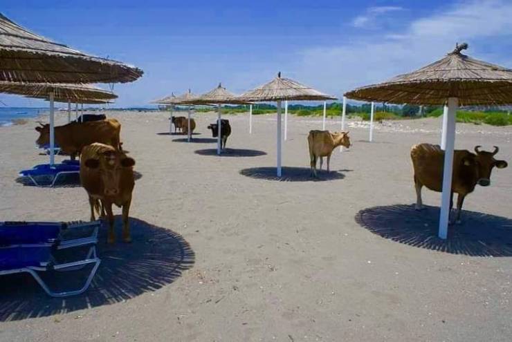 Коровы под зонтиками в тени