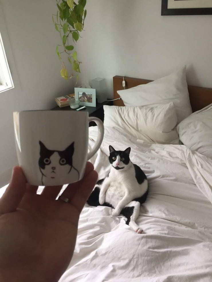 Кот на рисунке на чашке