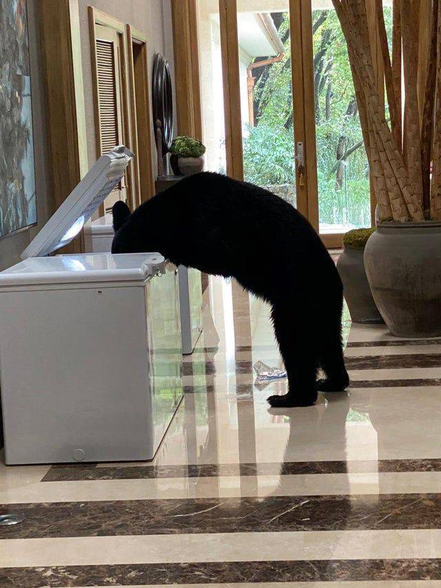Медведь роется в морозильнике