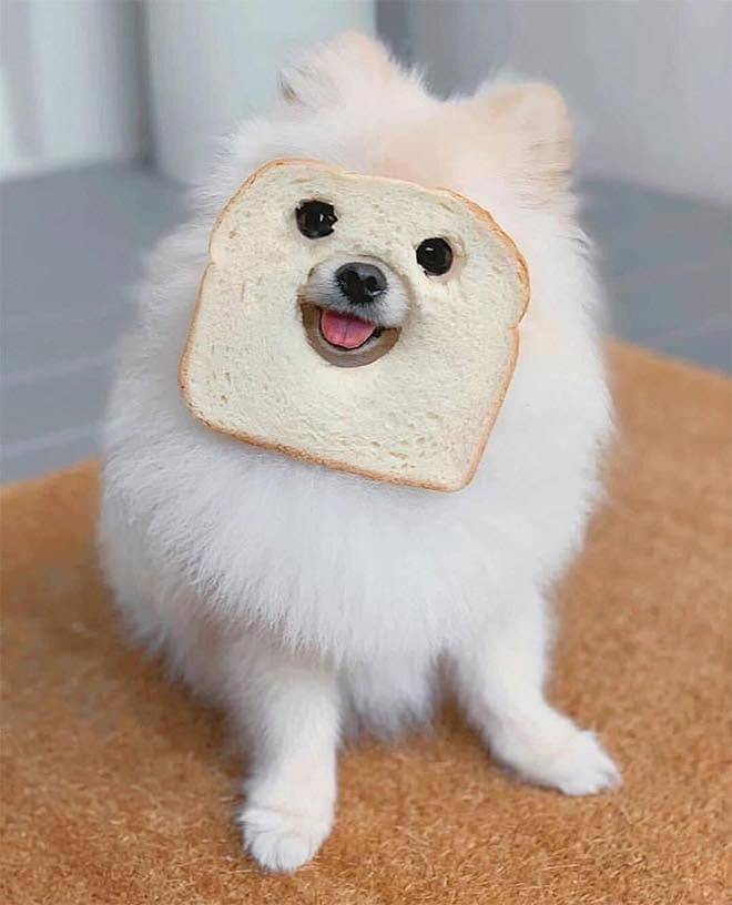 Собака и тост