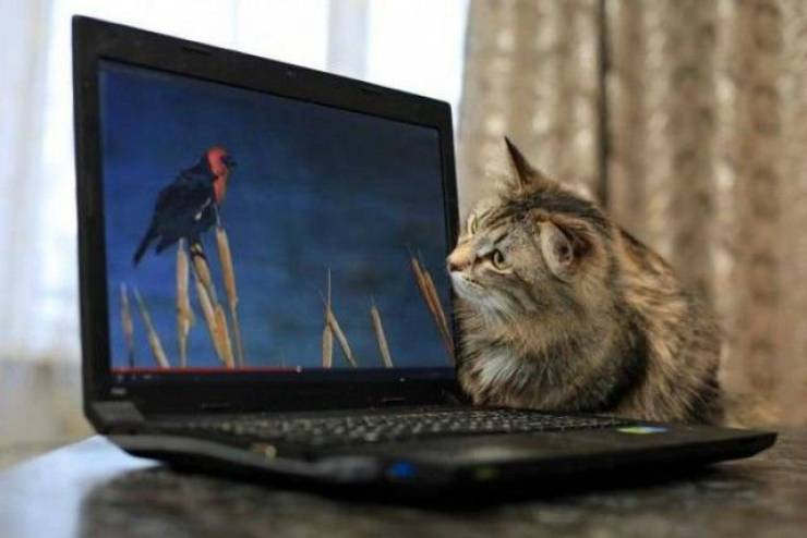 Кот и птица на экране