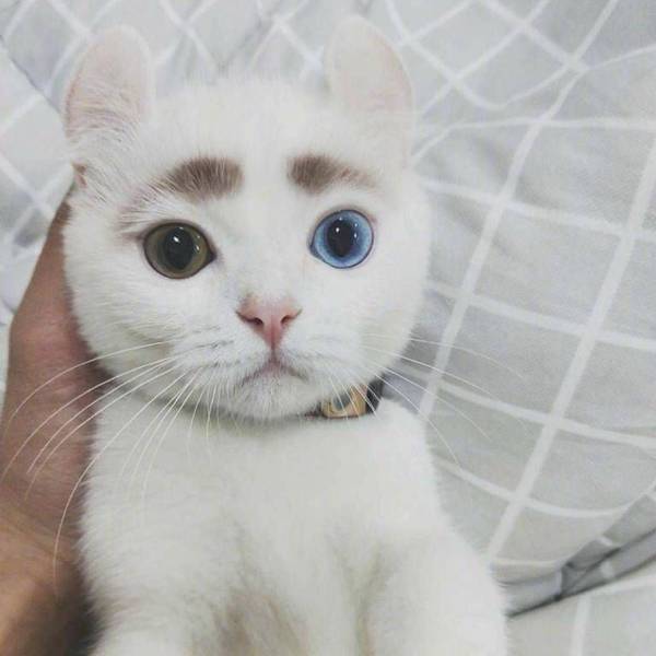 Кот с разноцветными глазами