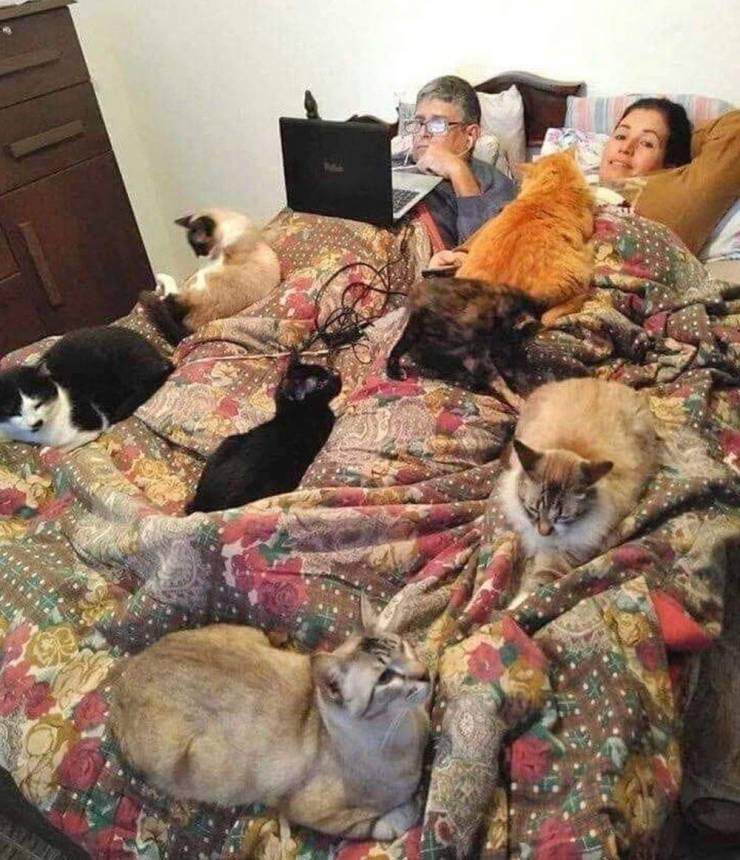 Много котов на постели