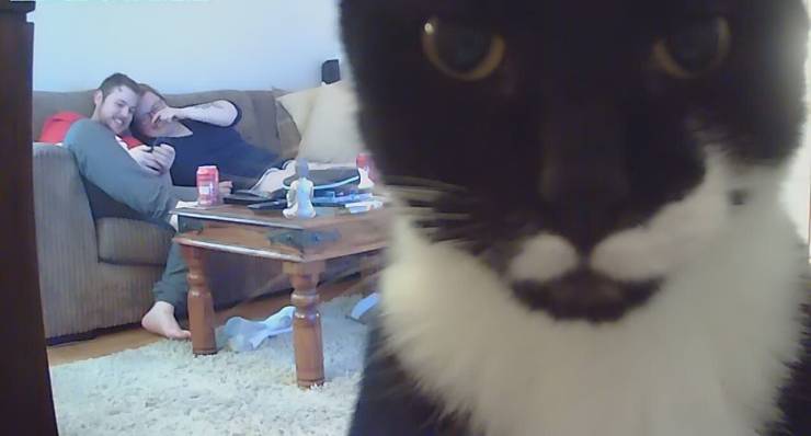 Кот смотрит в камеру