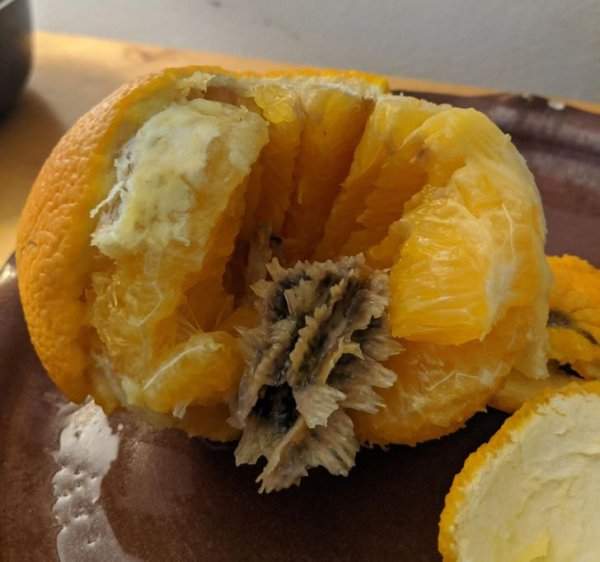 Испорченный апельсин внутри плода