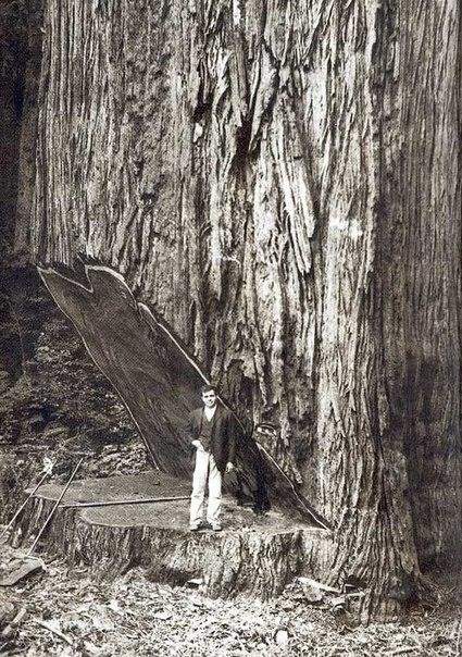 На вырубке гигантских секвой, США, 1900-е.