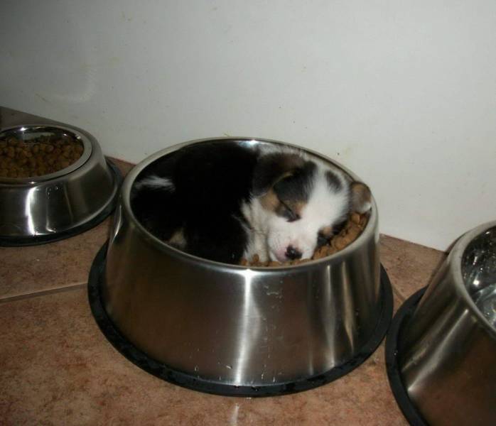 Собака спит в миске с кормом