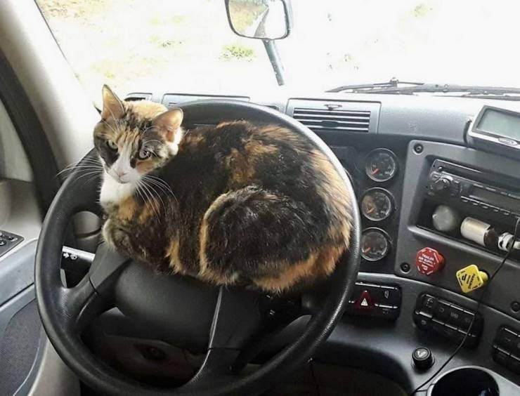 Кот лежит на руле