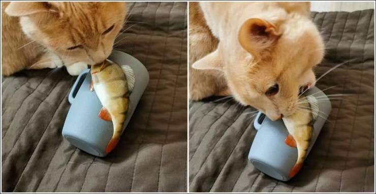 Кот и рыба на чашке