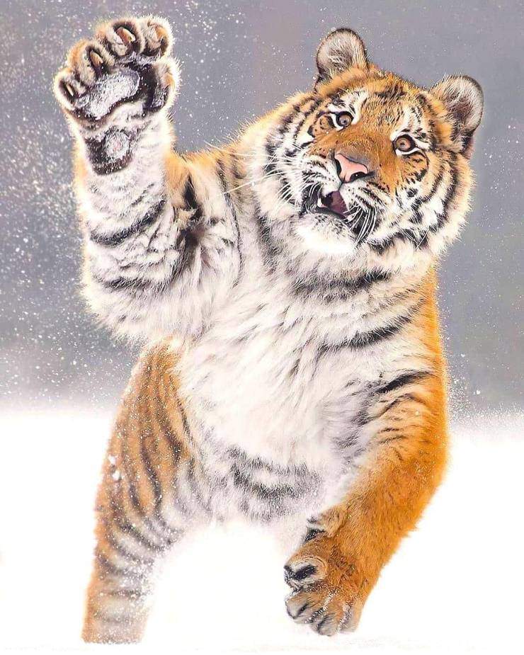 Тигр и снег
