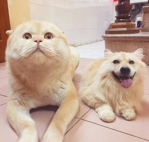 Замена лица на собаке и коте