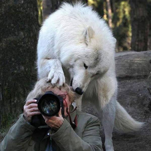 Волк и фотограф
