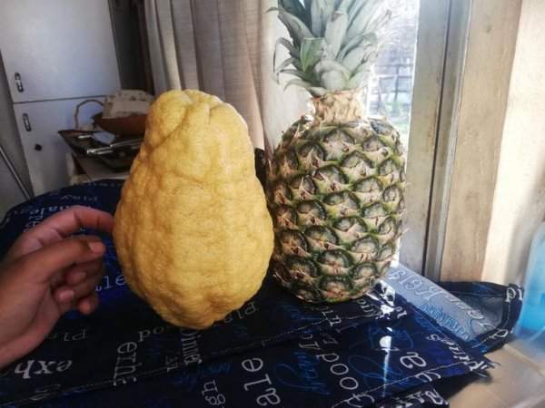 Или это крошечный ананас или это лимон-гигант
