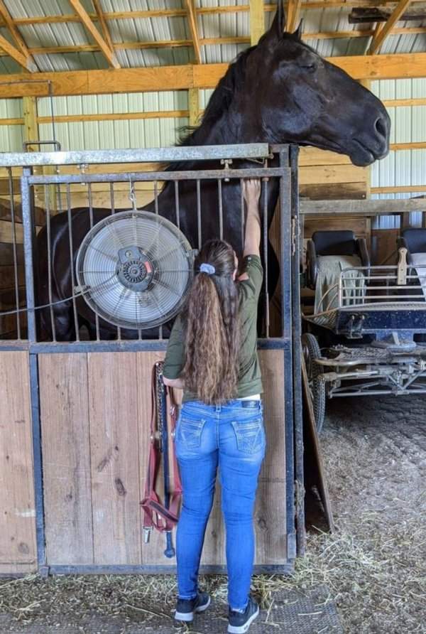 Лошадь породы Першерон и девушка с ростом 165 см
