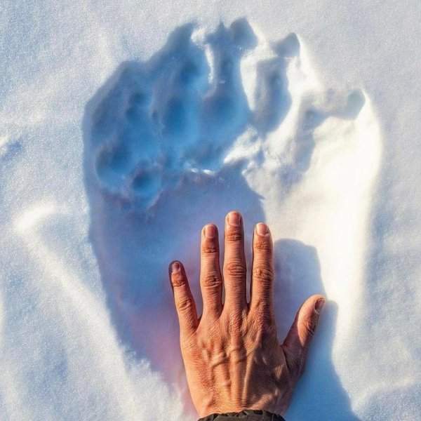Сравнение человеческой руки и медвежьей лапы