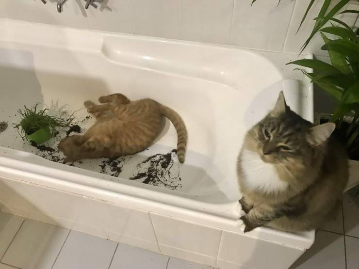 Кот и цветок в ванне