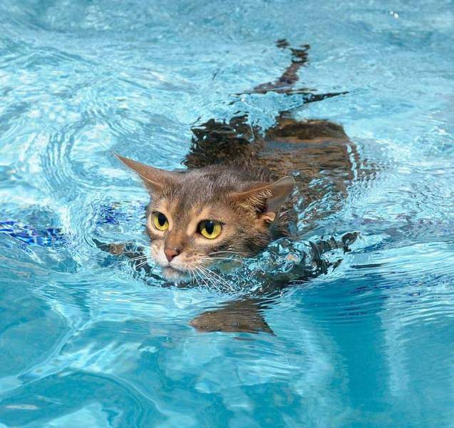 Кот плавает в бассейне