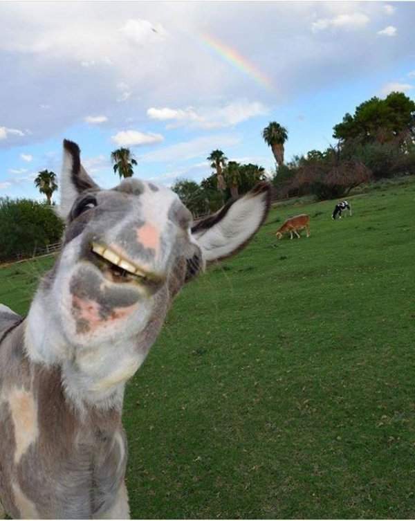 Когда хочешь сфотографировать радугу, а ослик хочет печенье