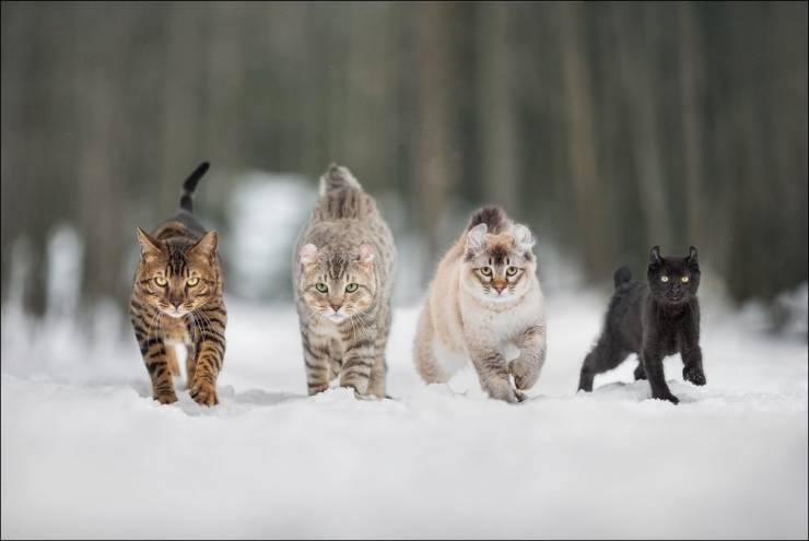 Коты идут на встречу камере