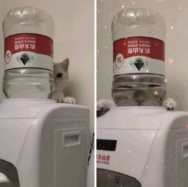 Кот и бутыль воды