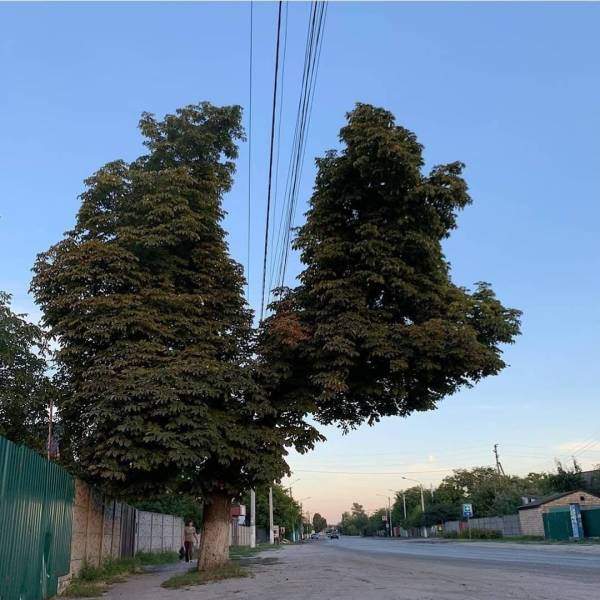 Дерево и высоковольтные провода