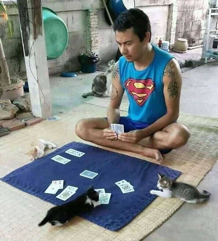 Игра в карты с котами