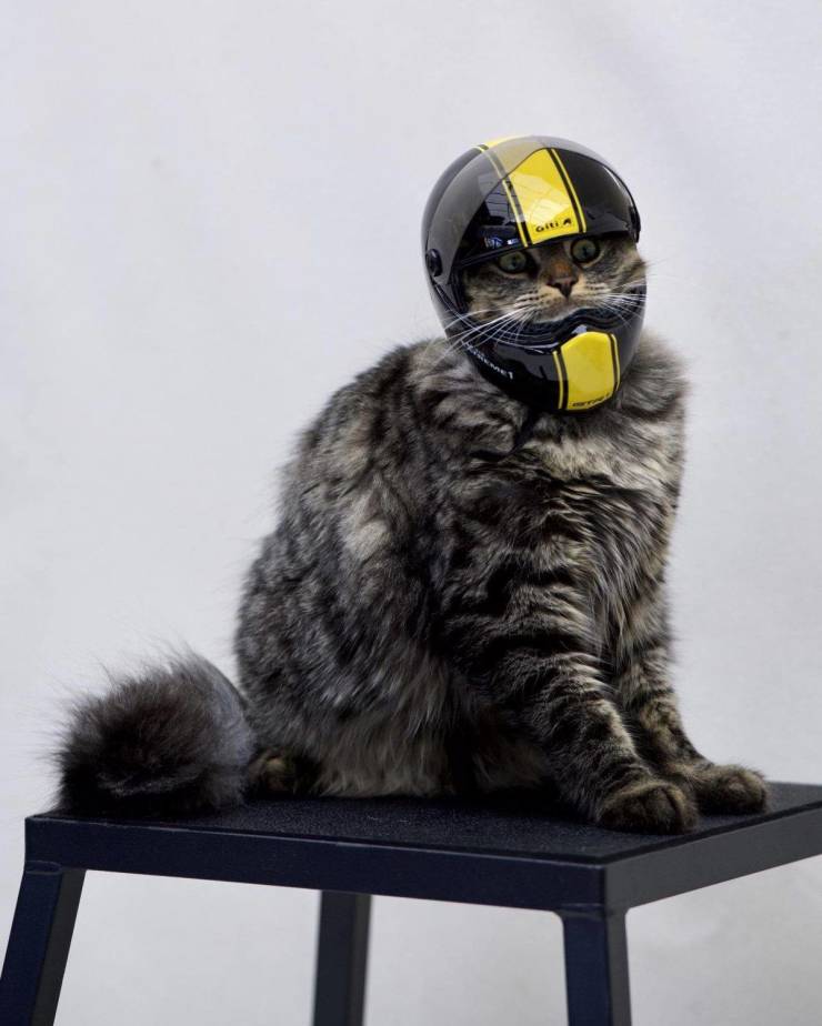 Кот в шлеме