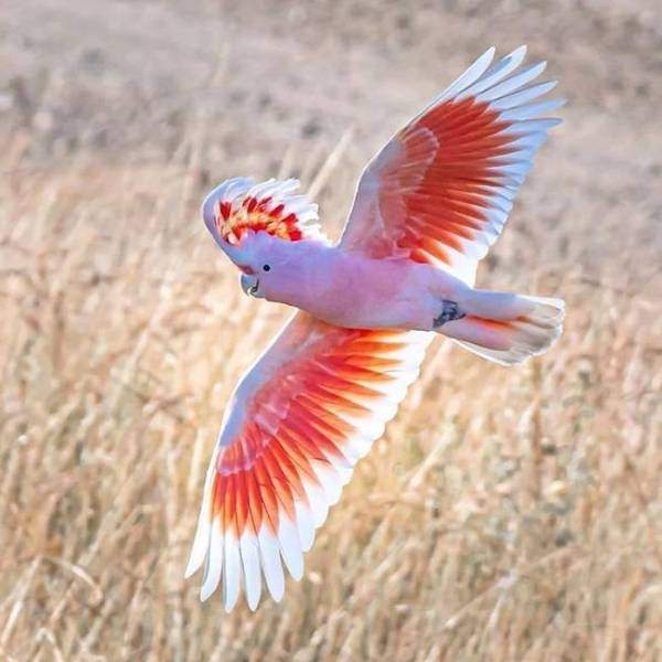 Розовый попугай