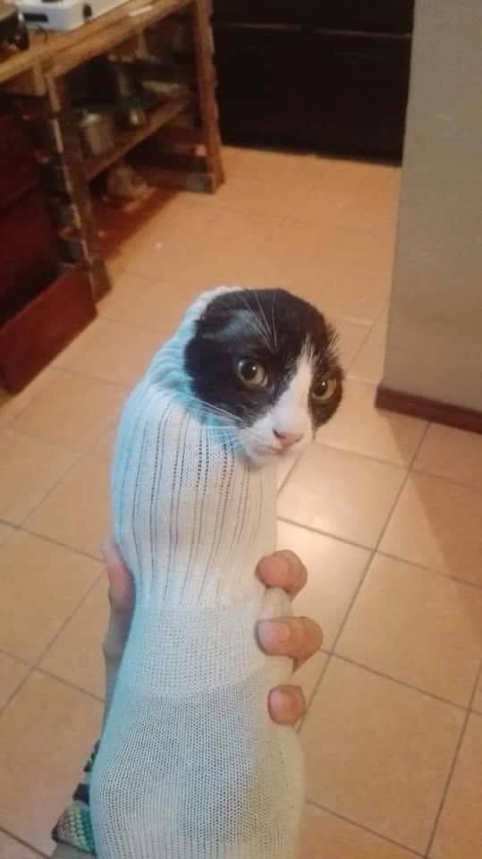 Кот в носке