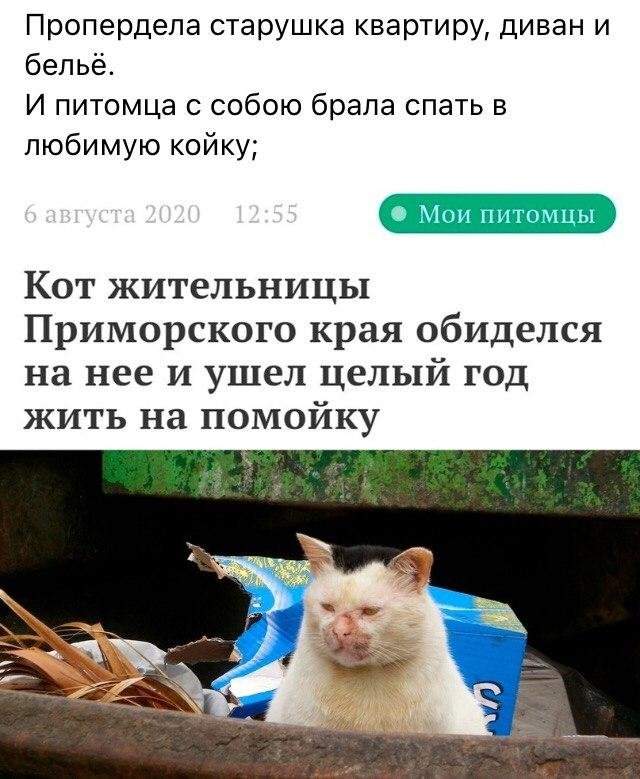 стих про кота