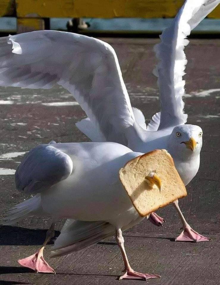 Чайка и хлеб