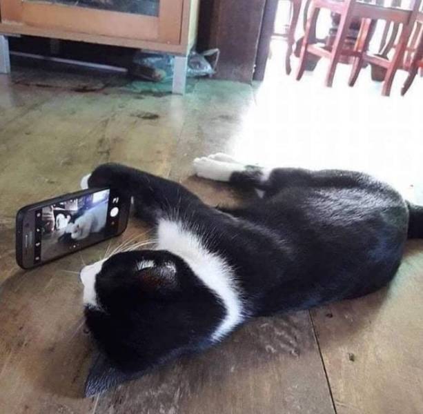 Кот со смартфоном