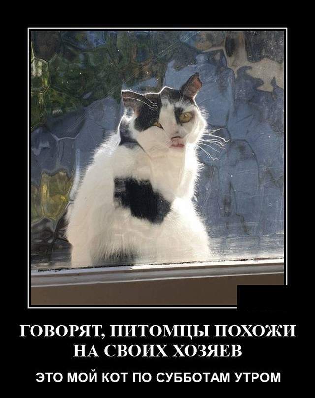 Демотиватор про кота за окном
