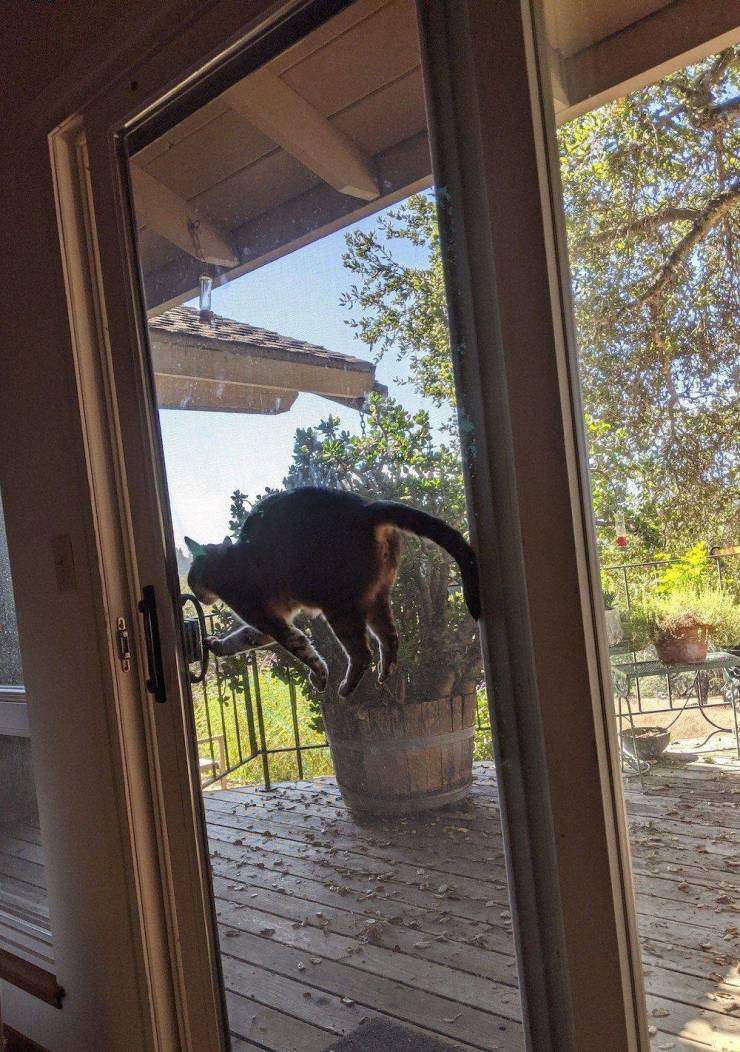 Кот застрявший в дверях