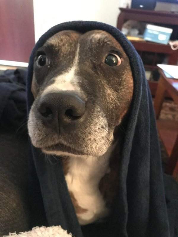 Пса накрыли одеялом и он немного завис
