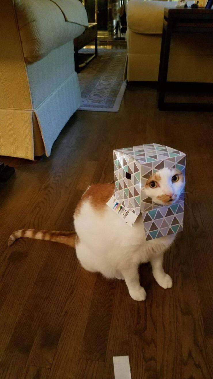 Кот с коробкой на голове