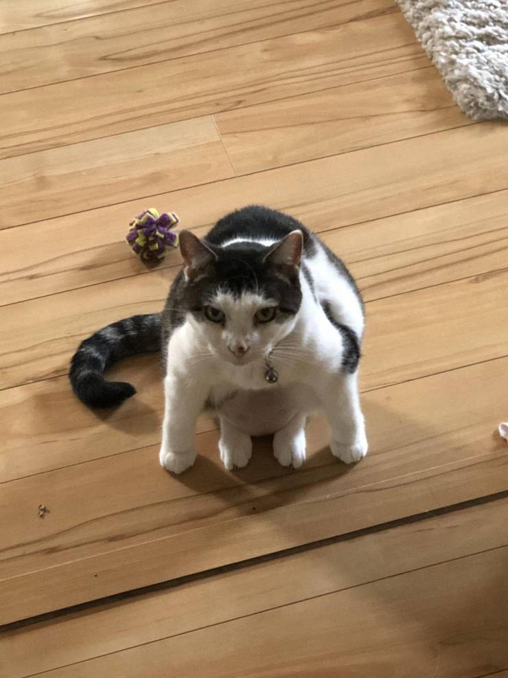 Толстый котик