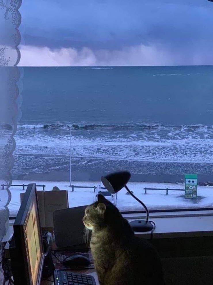 Кот смотрит в экран
