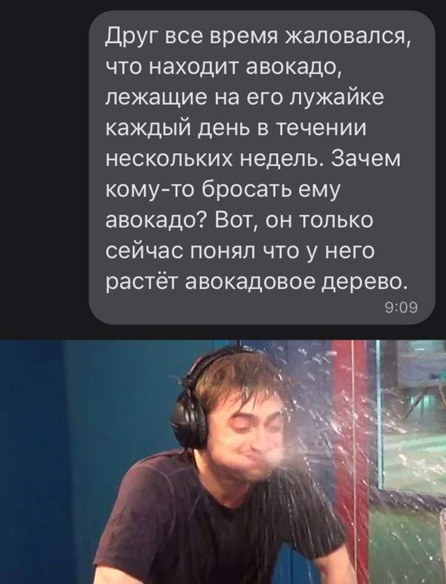 Находка авокадо во дворе