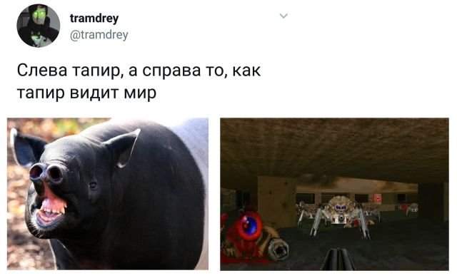 твит про тапира