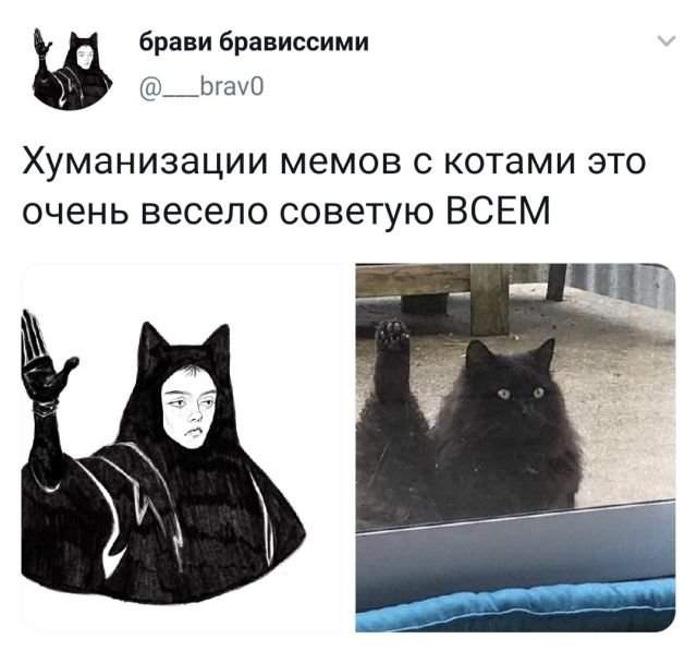 твит про кота