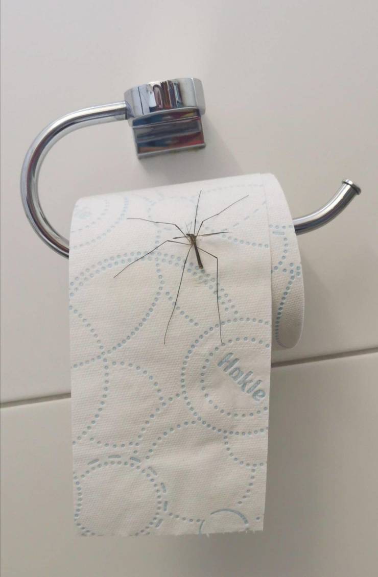 Комар на туалетной бумаге