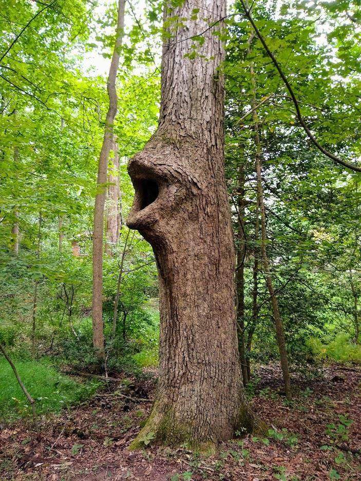 Дерево со ртом