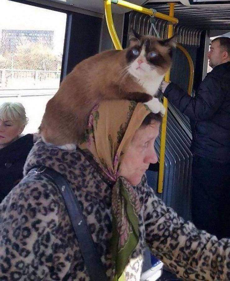 Кот на голове у бабули