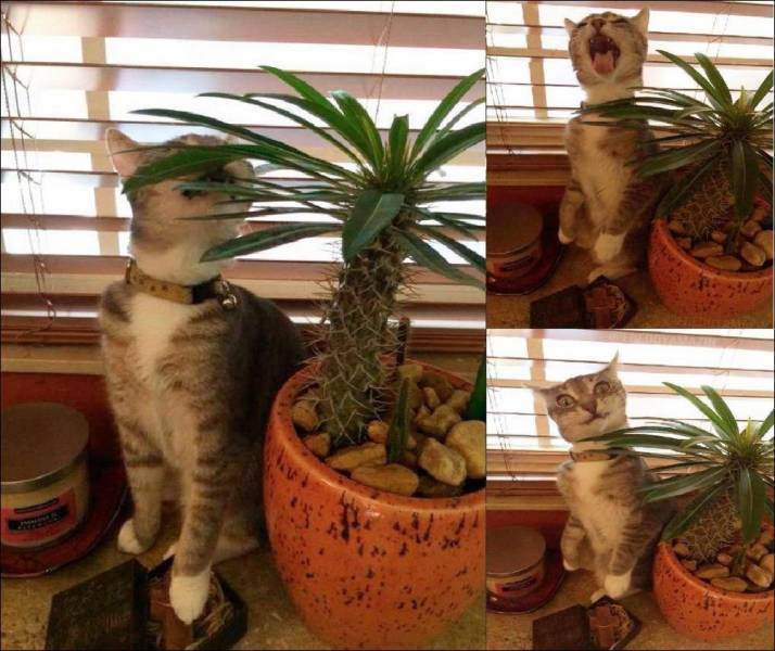 Кот и кактус