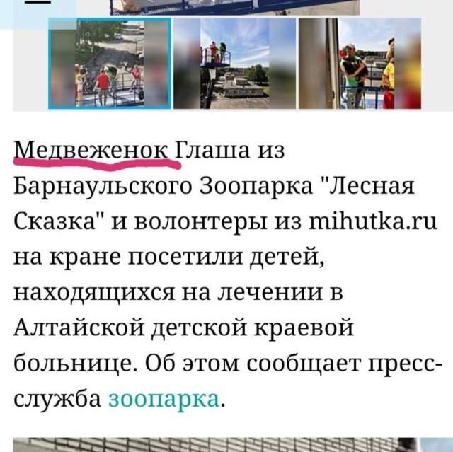 Описание медведя