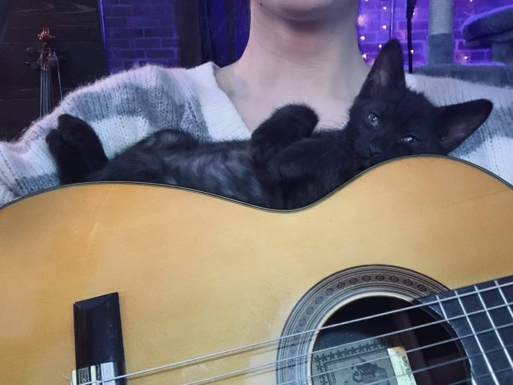 Котик лежит на гитаре