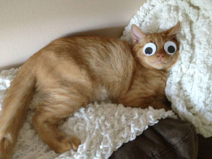 Кот с глазами-наклейками