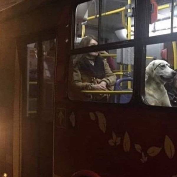 Собака в общественном транспорте